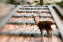 LENSBABY COMPOSER PRO II con SWEET 50mm FUJI X LENSBABY COMPOSER PRO II con SWEET 50mm FUJI X