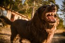 LENSBABY TRIO 28 SONY E LENSBABY TRIO 28 SONY E