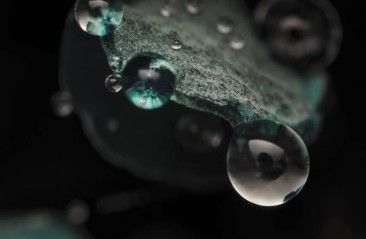 Olympus-macro